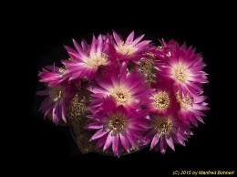 Sulcorebutia canigueralii WK217 1667